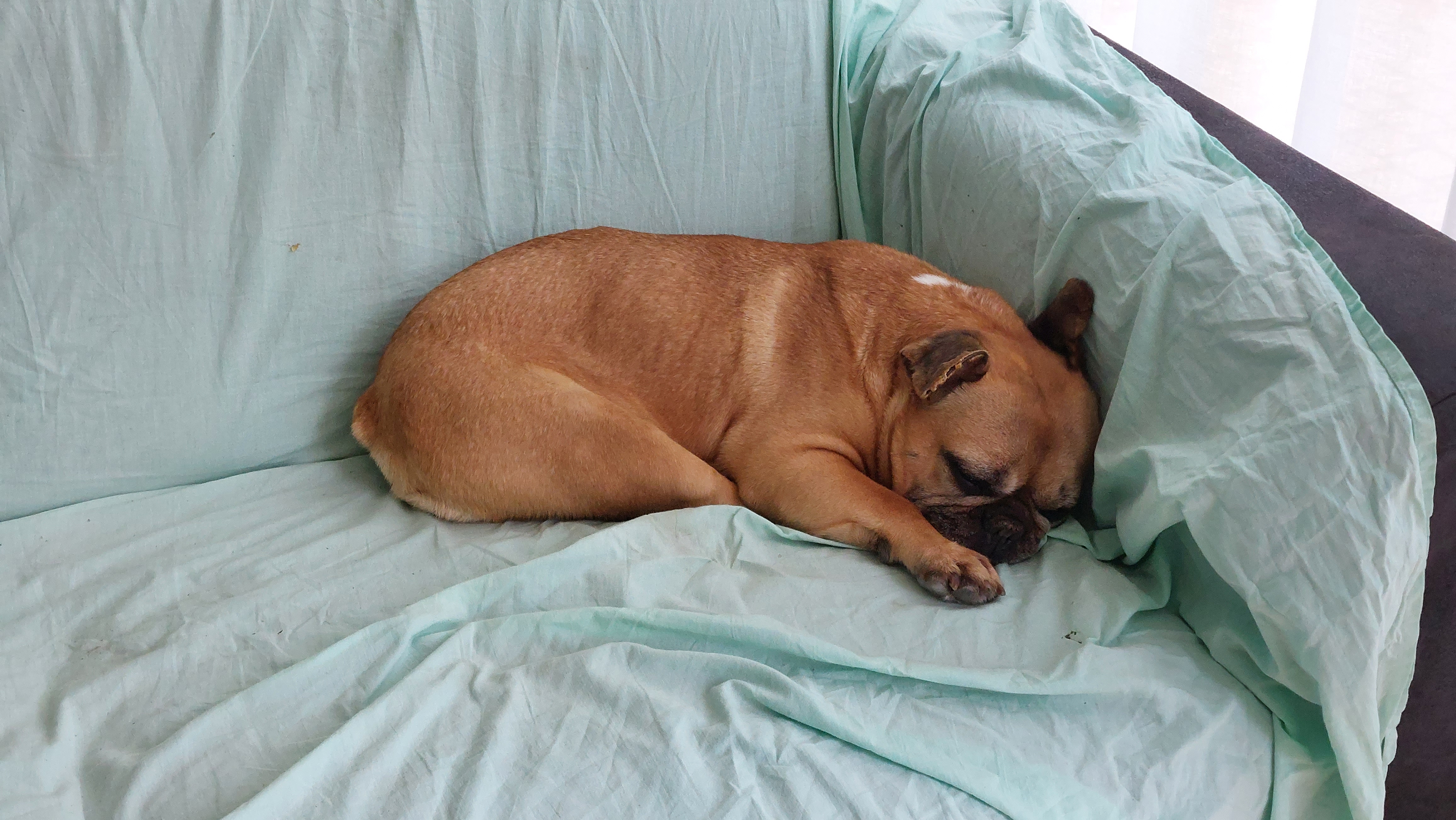 Foto van Stella, een Franse bulldog